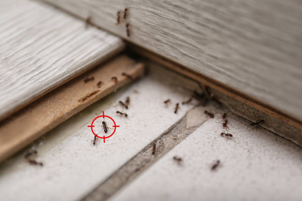 Reliable Urbana, IA Pest Control Solutions
