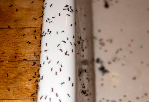 Best Pest Control for Restaurants  in Urbana, IA