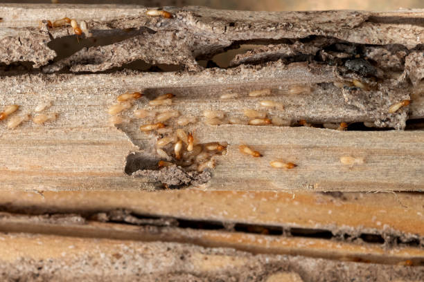 Best Pest Removal Services  in Urbana, IA